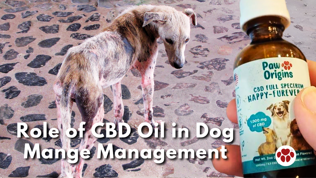 Role of CBD Oil in Dog Mange Management