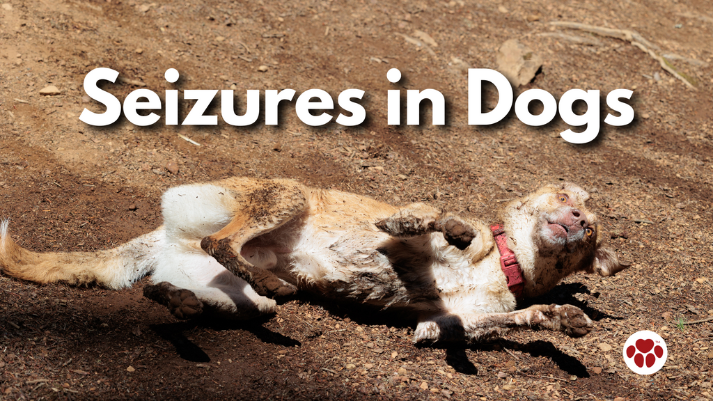 Seizures in Dogs