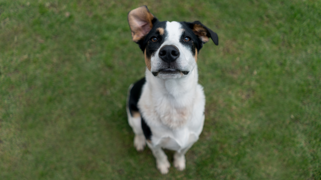 Tippy The Anxious Dog