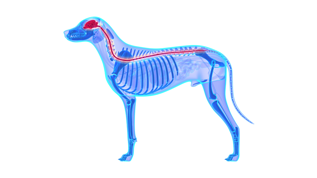 Dog Immune System