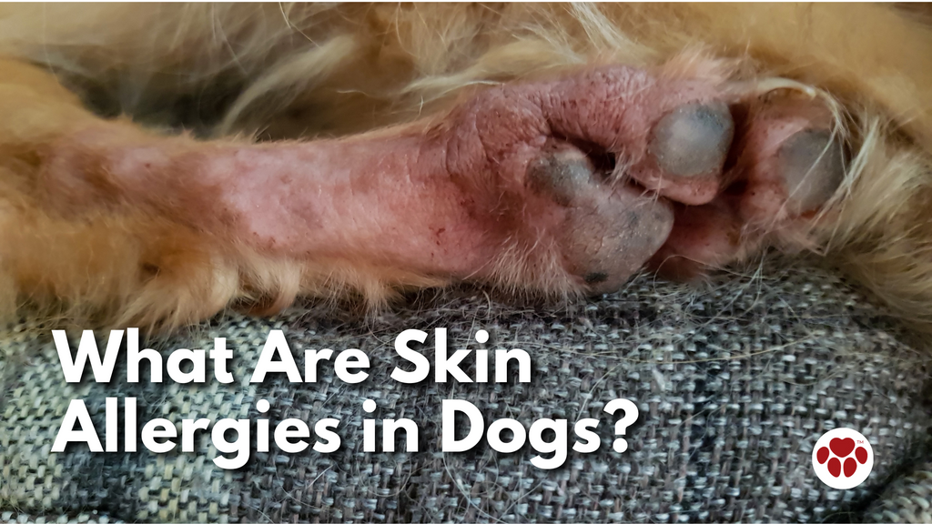Skin Allergies in Dogs