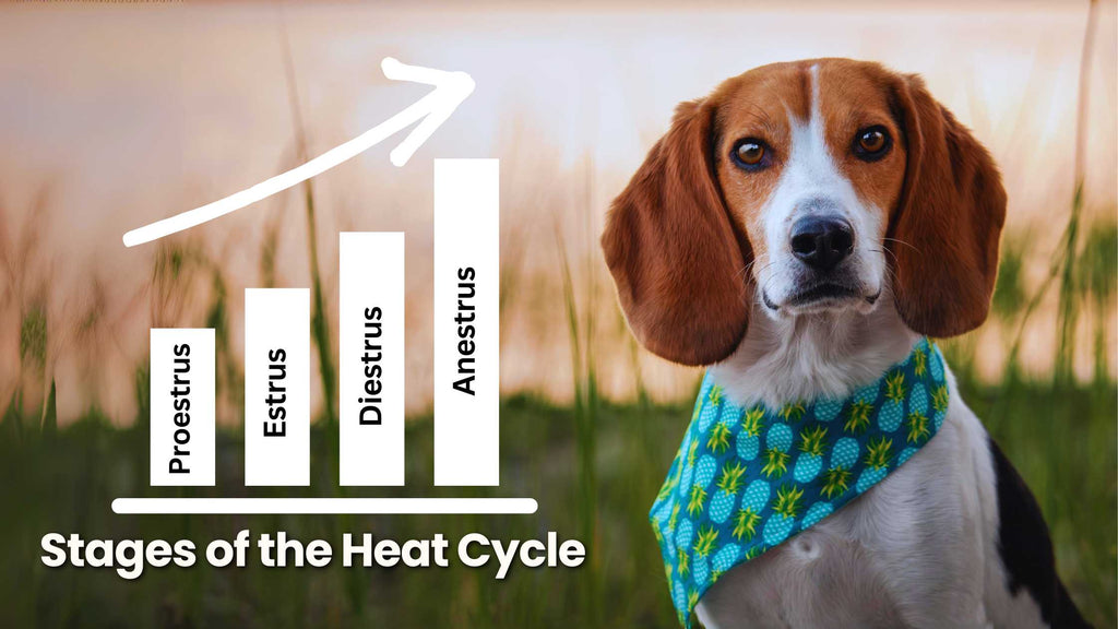 Stages of Dog's Heat Cycle