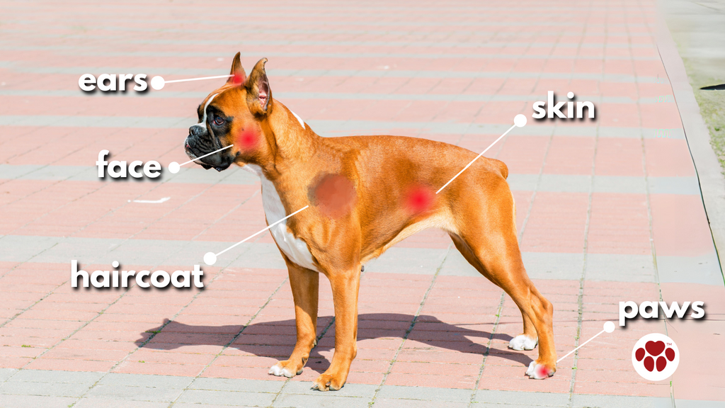 Symptoms of Skin Allergies in Dogs