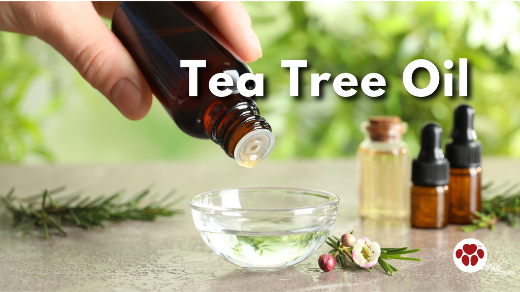 Tea Tree Oil