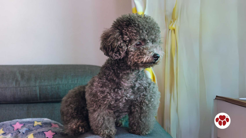 Toy Poodle with Separation Anxiety