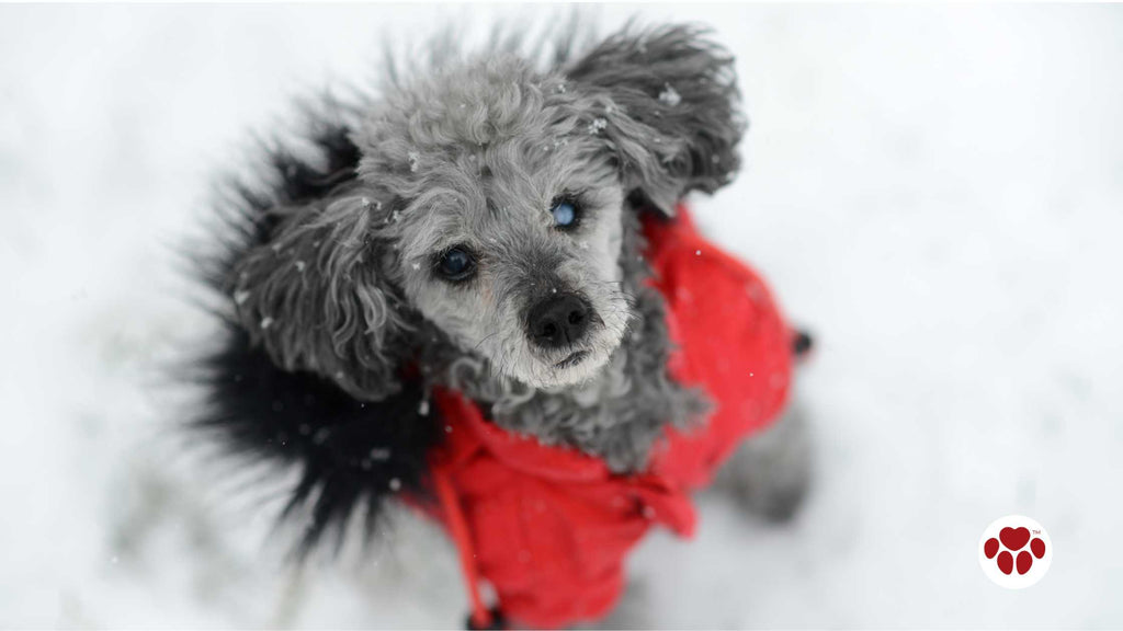 Toy Poodle with a Sweater in the Snow