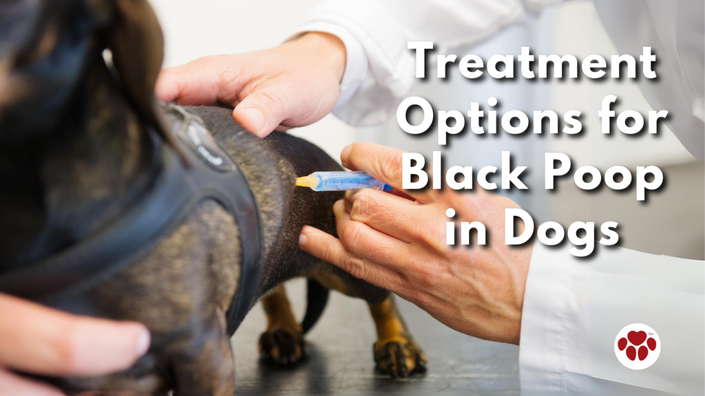 Treatment Options for Black Poop in Dogs