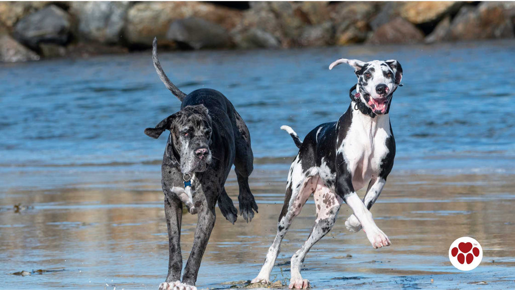 Two great dane dogs running at the beach