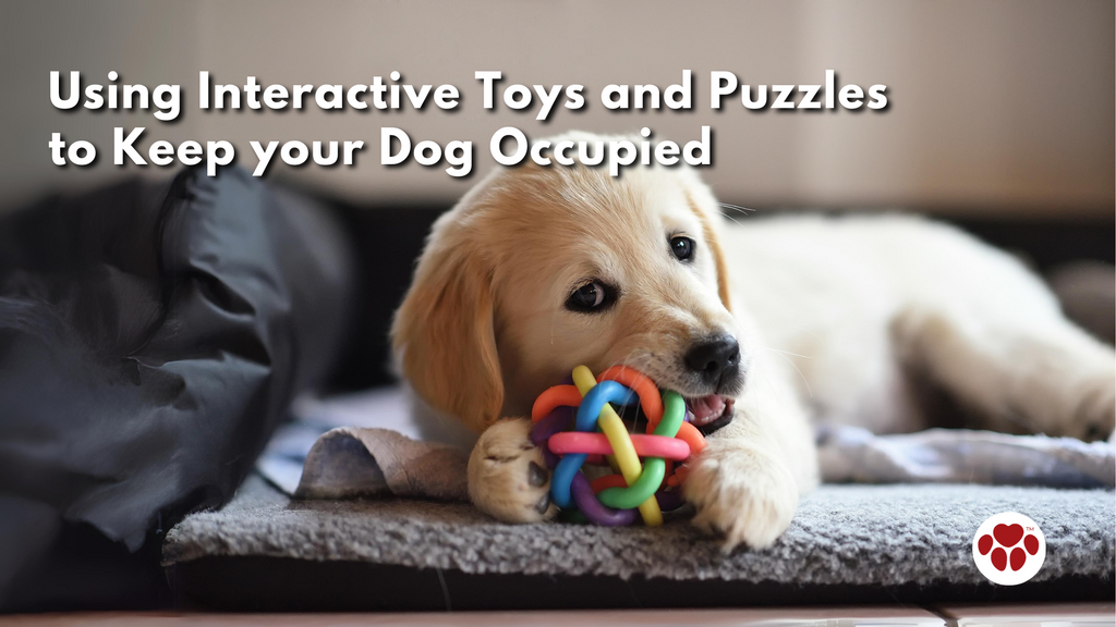 Using Interactive Toys and Puzzles to Keep your Dog Occupied