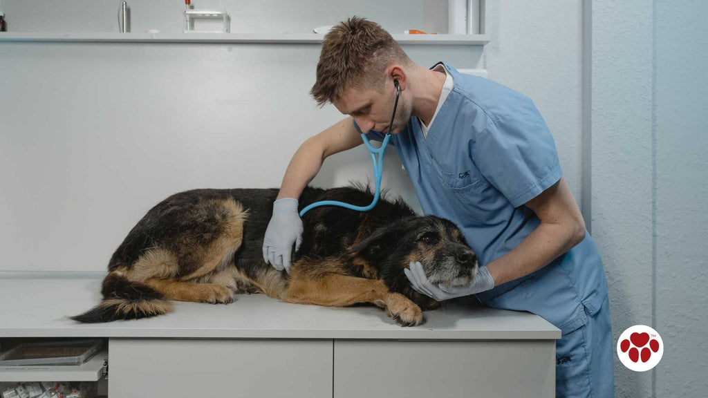 Vet examining a dog