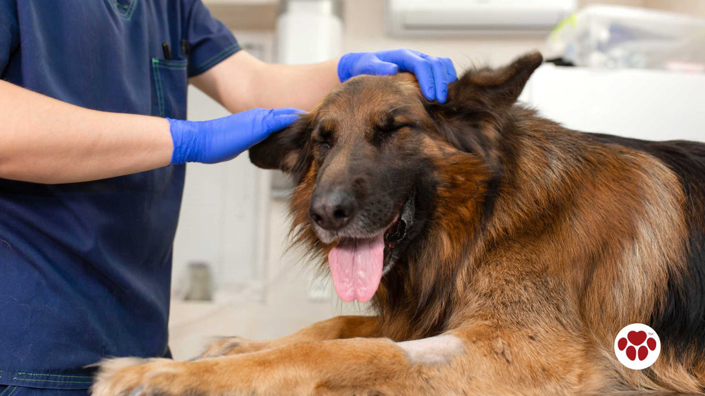 Veterinarian Checking a German Shepherd