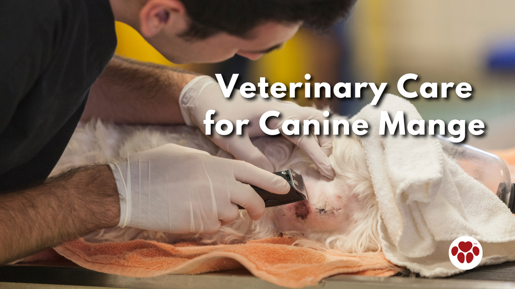 Veterinary Care for Canine Mange