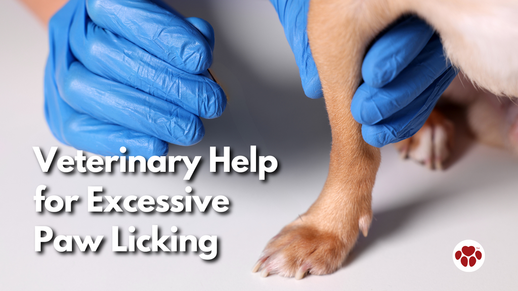 Veterinary Help for Excessive Paw Licking