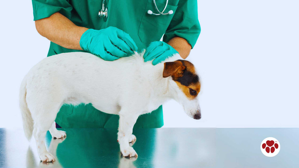 Veterinary Help for Flea Control