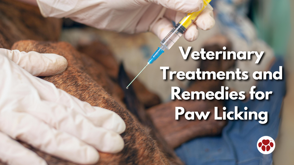 Veterinary Treatments and Remedies for Paw Licking