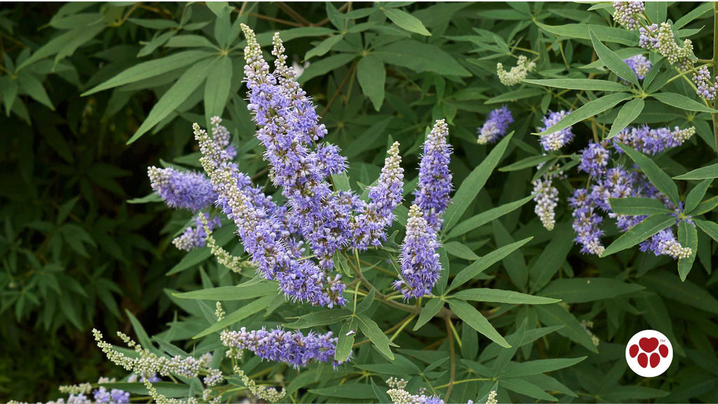 Vitex agnus castus