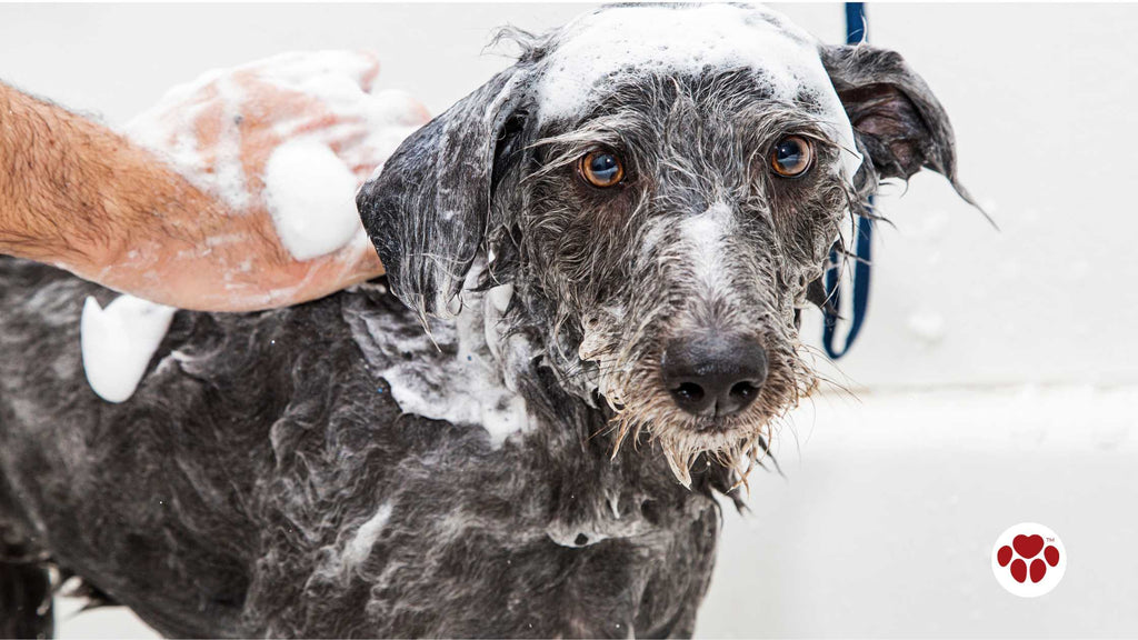 Wet Soapy Dog Taking a Bath