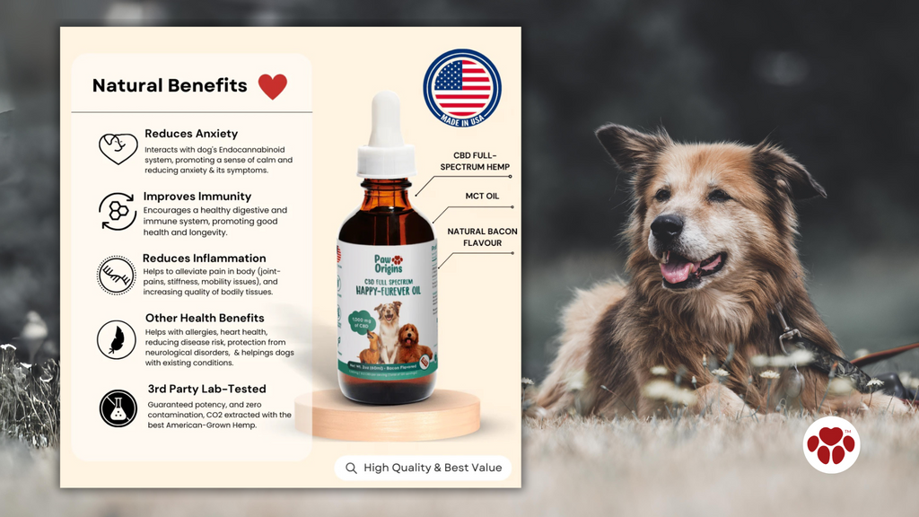 What Should You Look for in a CBD Oil for Dogs