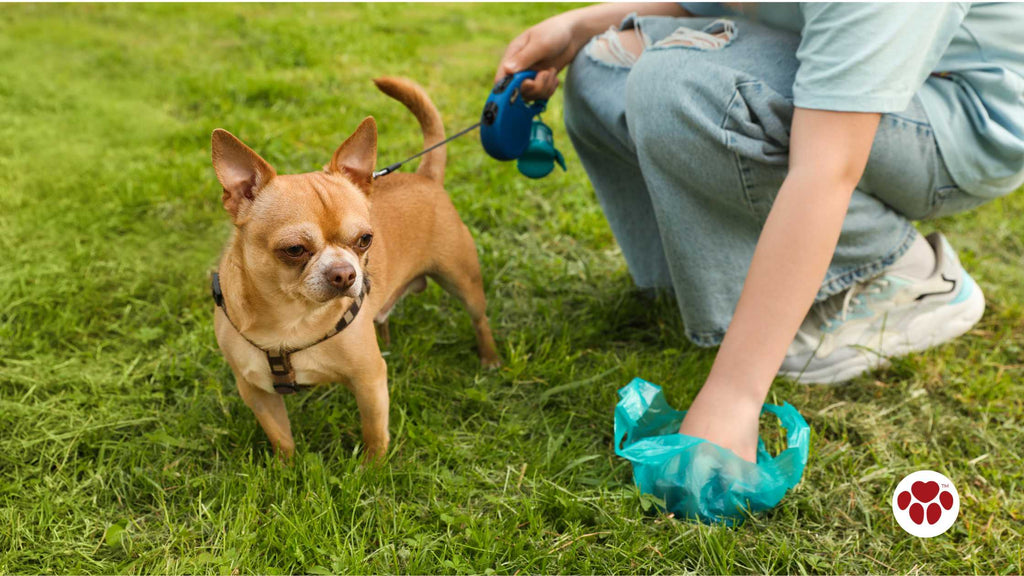 Woman Picking up Her Dog's Poop from Green Grass