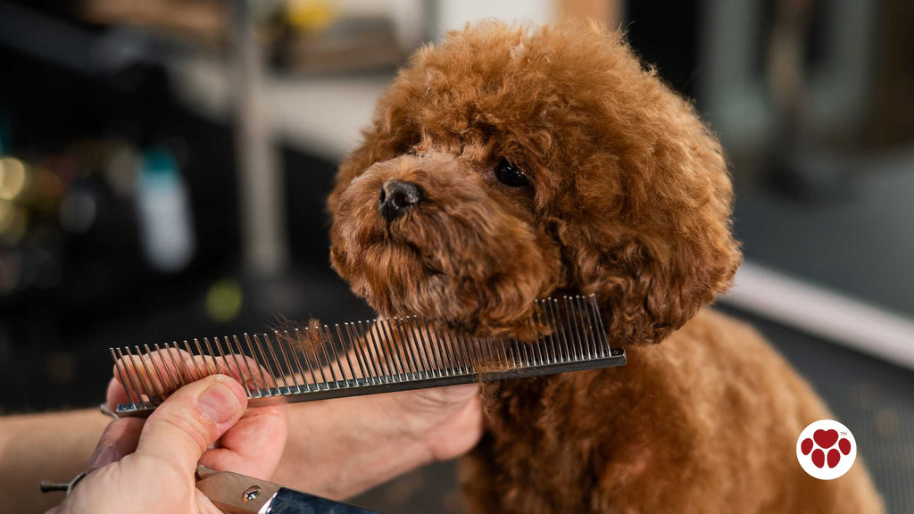 Woman trimming toy poodle with scissors in grooming salon