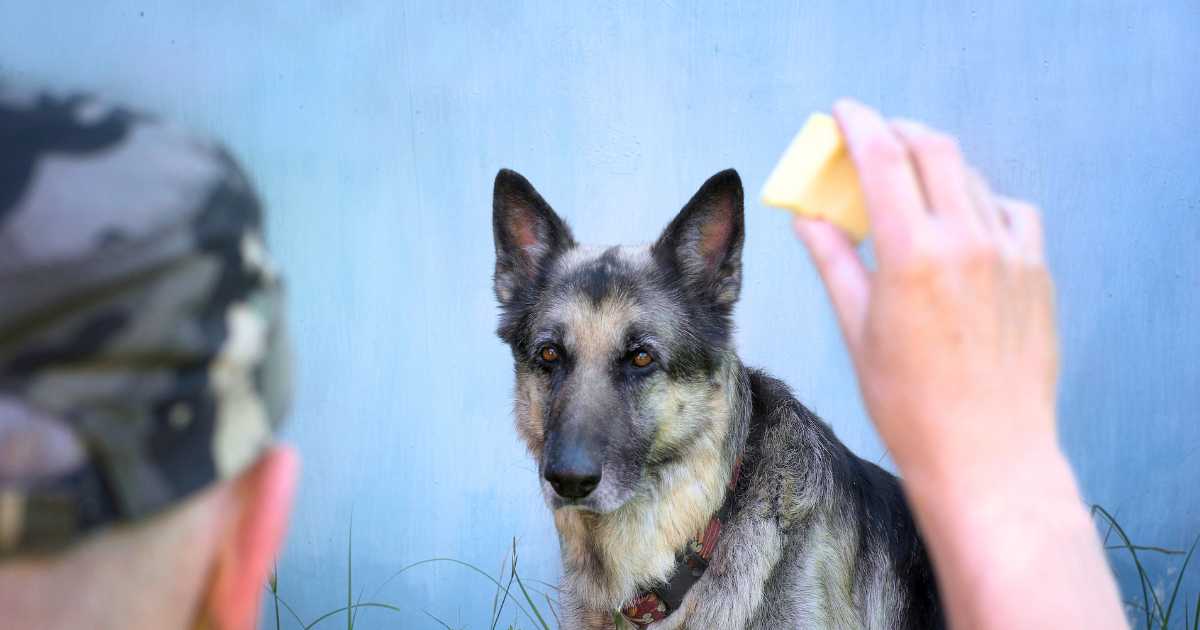 a cheese given to a dog