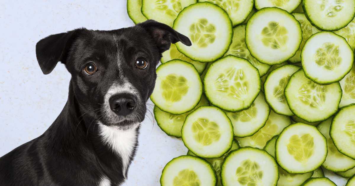 a dog and cucumbers