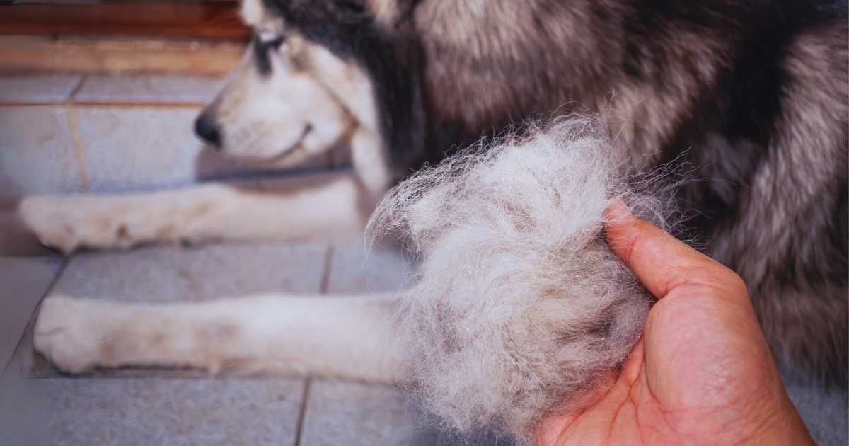 aA dog experiencing hair loos