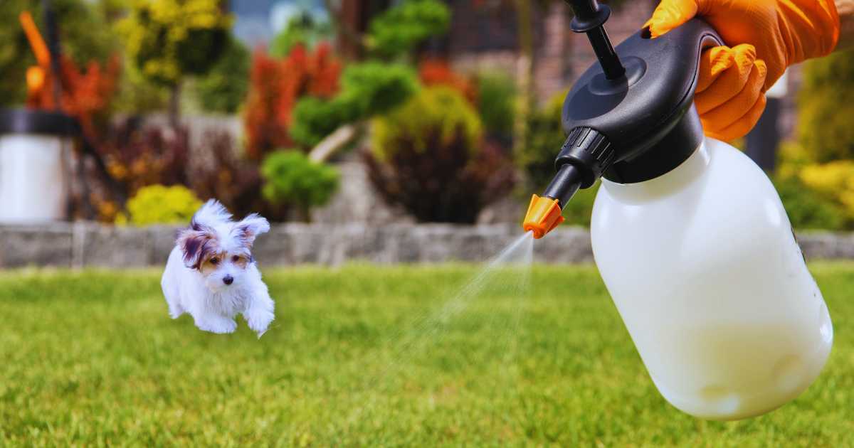 a dog exposed to chemical sprays