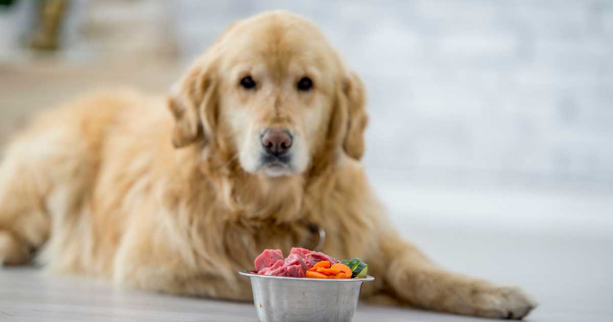 a dog given raw meat and vegetables