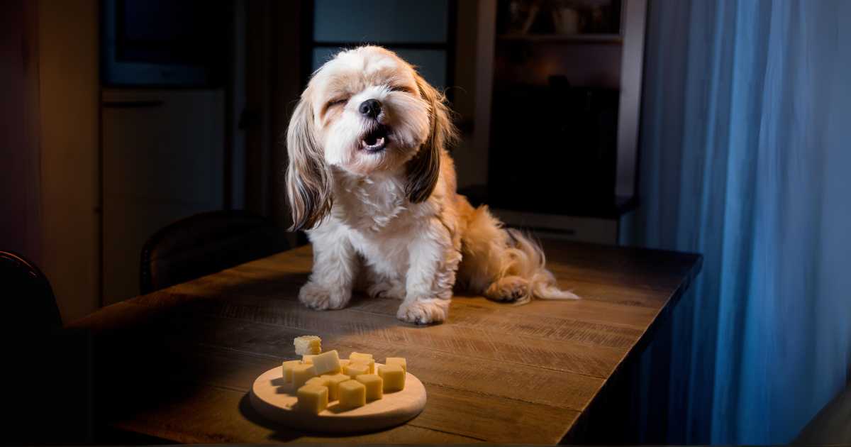 a dog on the table with cheese
