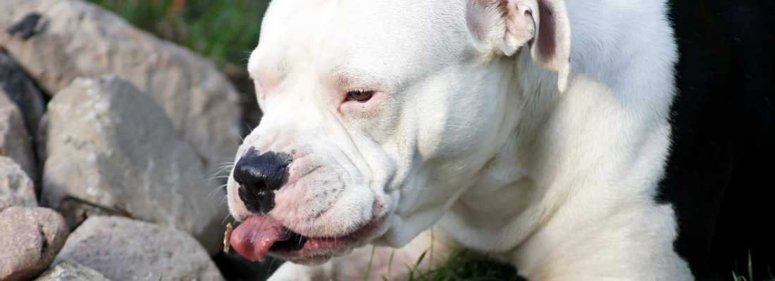 a dog with down syndrome sticking out  tongue