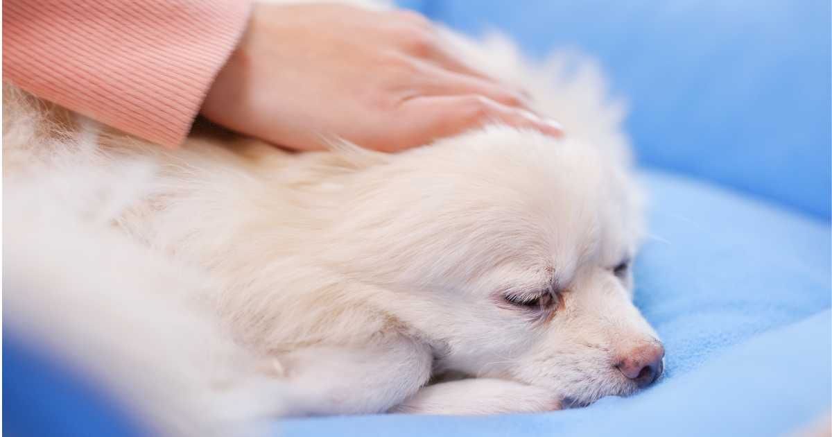 A pet owner taking care of a sick dog