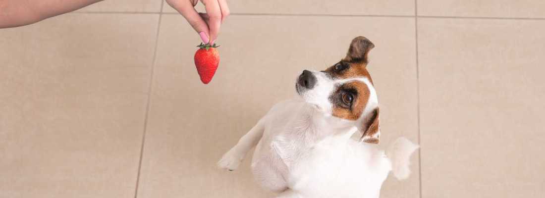 a strawberry given to a dog