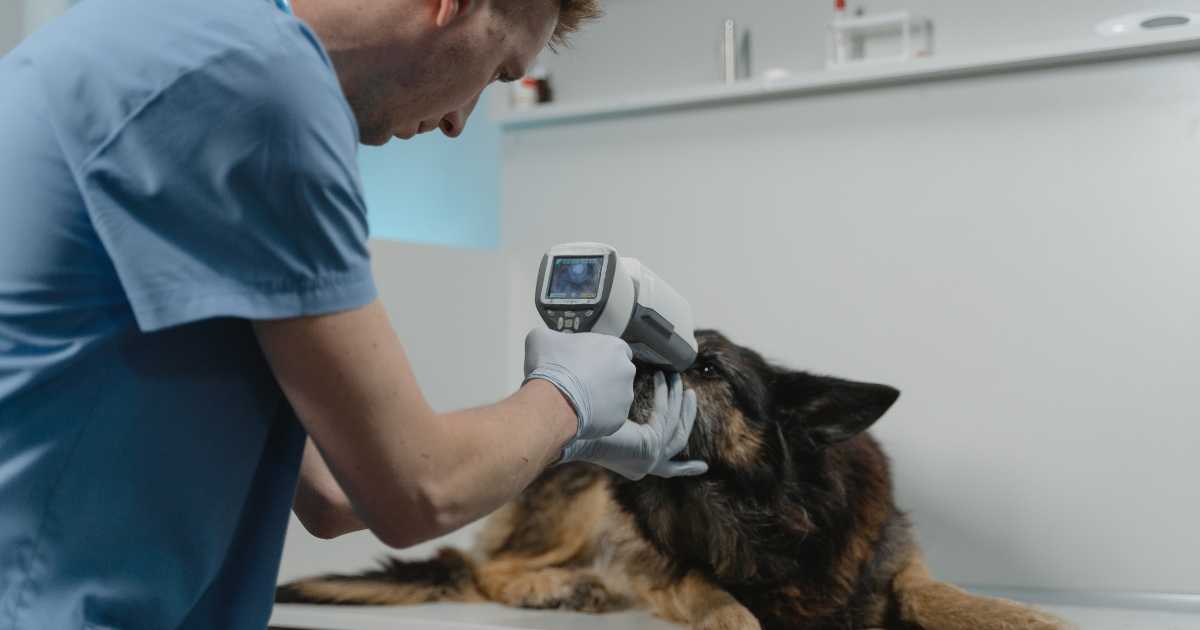 a vet carefully checking dog