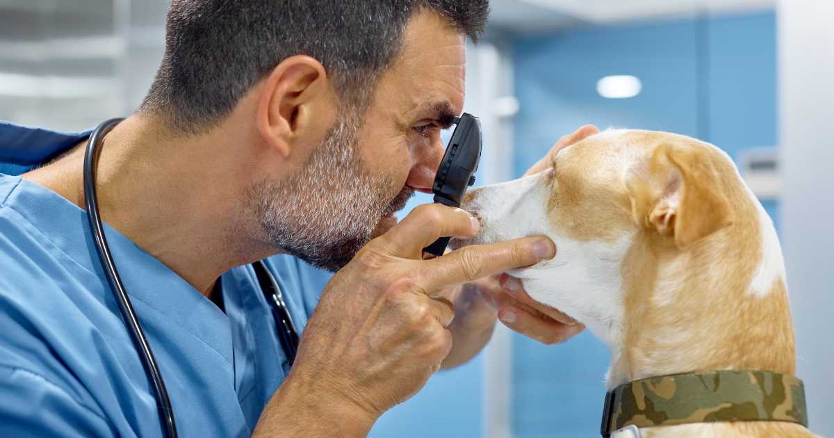 a vet examining a dog