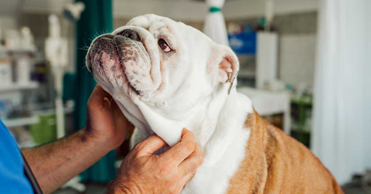 A Vet  Examining a Dog with Down Syndrome