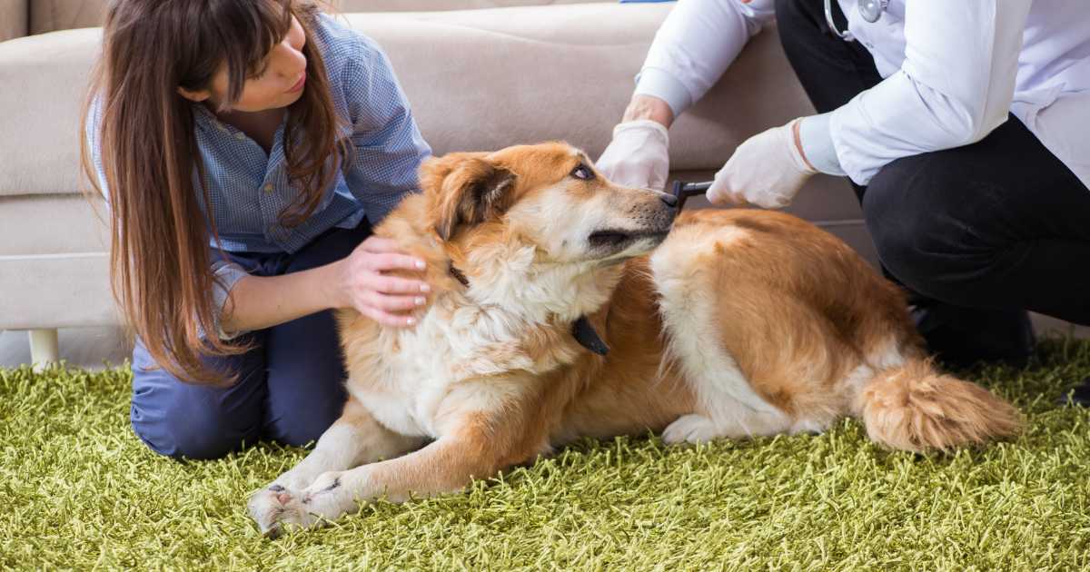 A dog examined by a vet