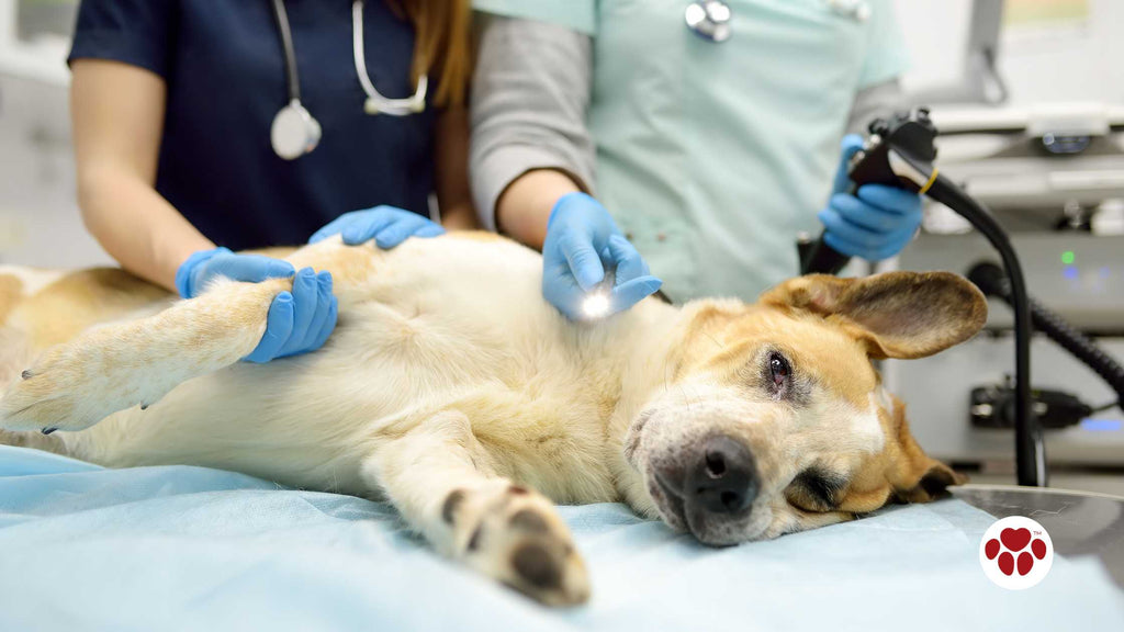 a Female Dog being Spayed