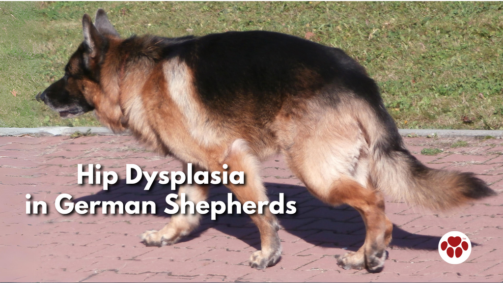 a German Shepherd with Hip Dysplasia
