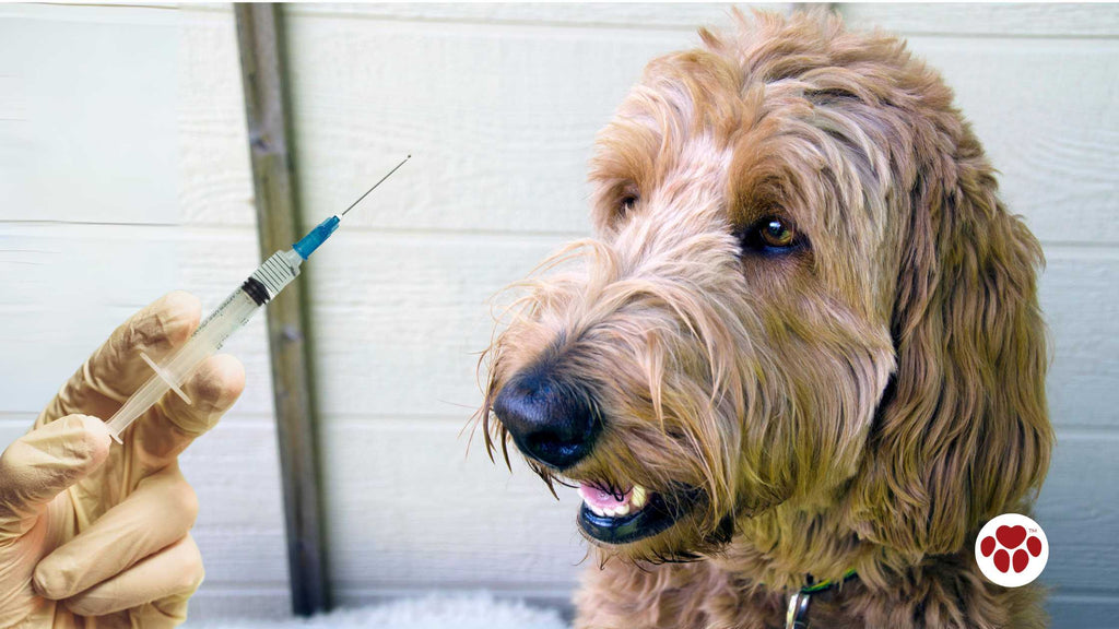 a Labradoodle being vaccinated