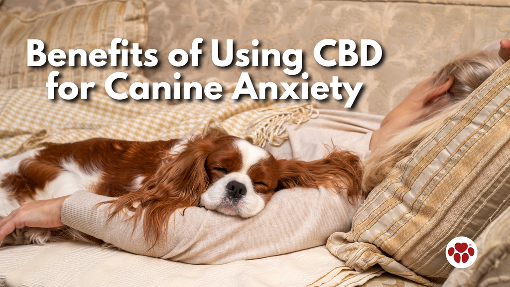 Benefits of Using CBD for Canine Anxiety