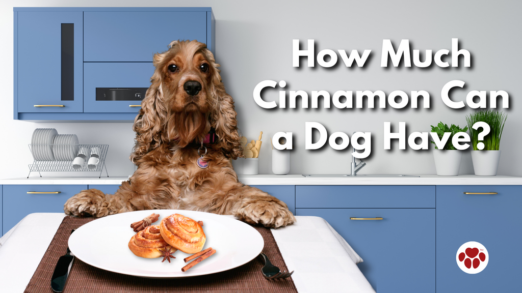How Much  Cinnamon Can  a Dog Have?