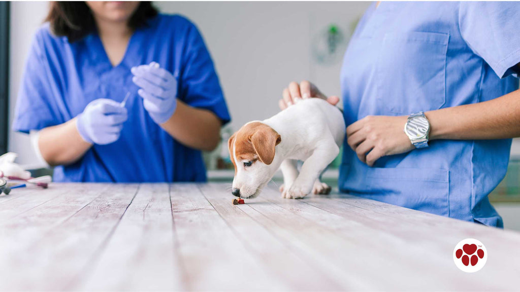 a dog being dewormed