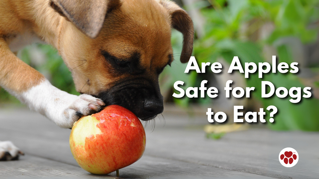 Are Apples Safe for Dogs to Eat?