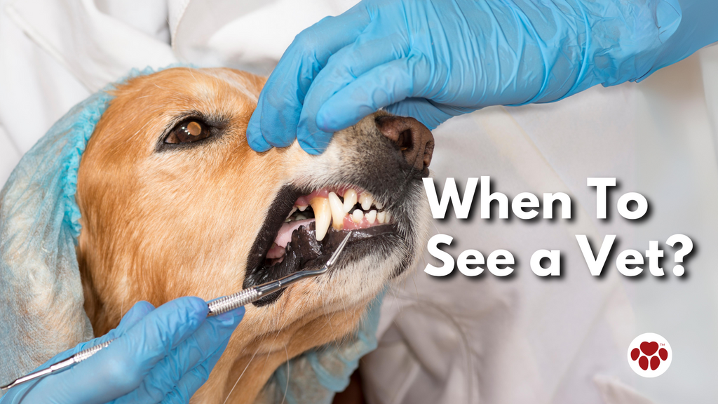 dog dental check