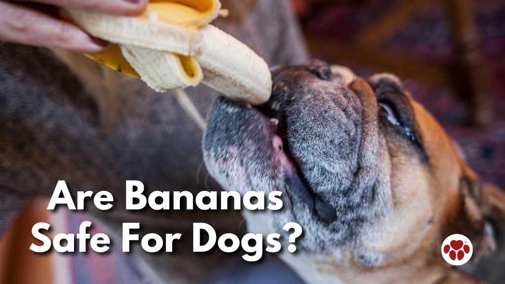 Are Bananas Safe For Dogs?