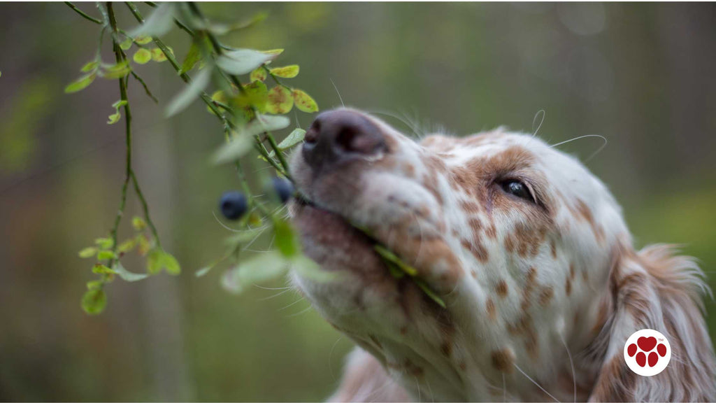 a dog eating blueberries