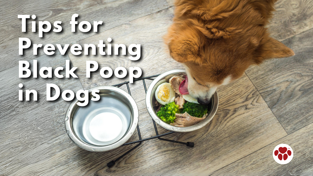 Tips for Preventing Black Poop in Dogs