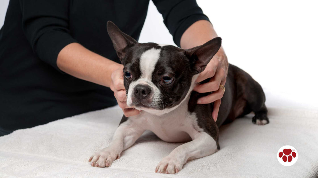 a dog examined by a vet