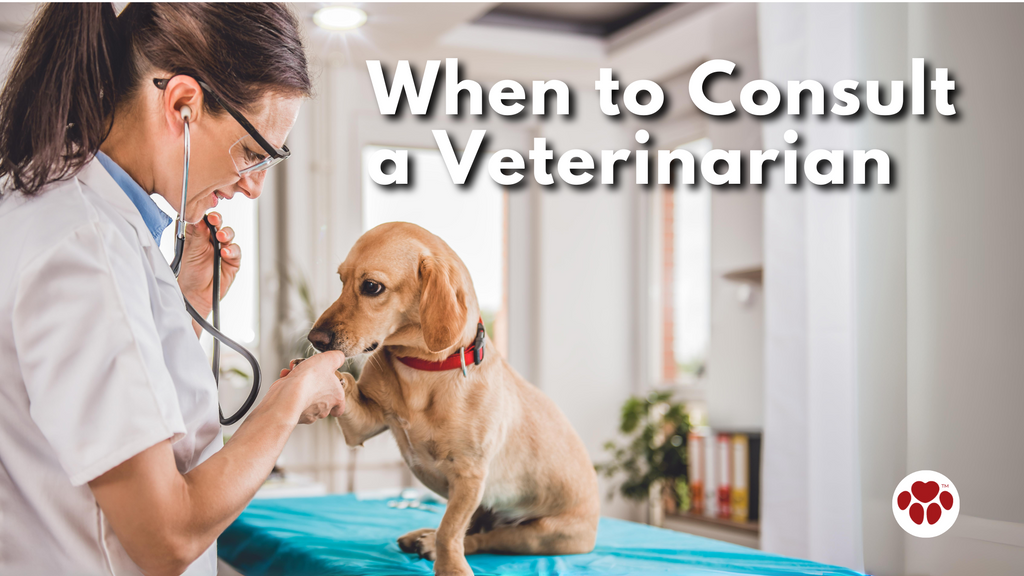 A Dog examined by a Veterinarian